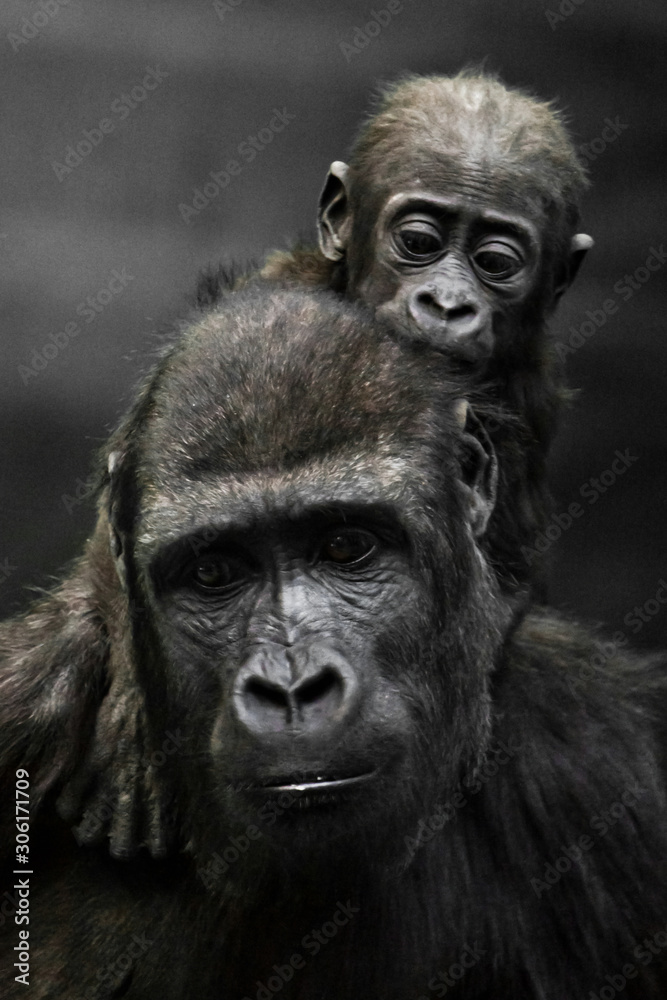 Gorilla mother's head  and Cute little gorilla baby on her neck hugs her legs.
