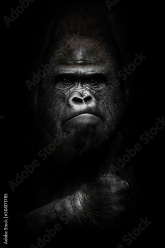 face and powerful hand in the dark. Portrait of a powerful dominant male gorilla , stern face and powerful arm. isolated black background.