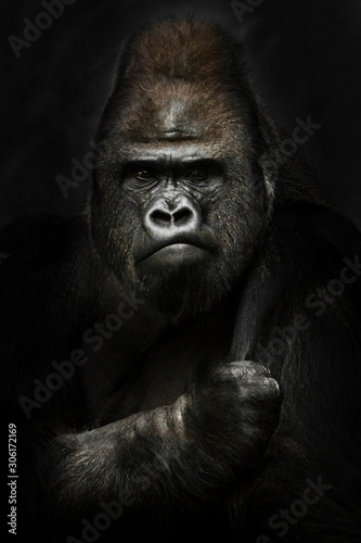 power and strength. Portrait of a powerful dominant male gorilla , stern face and powerful arm. black background.