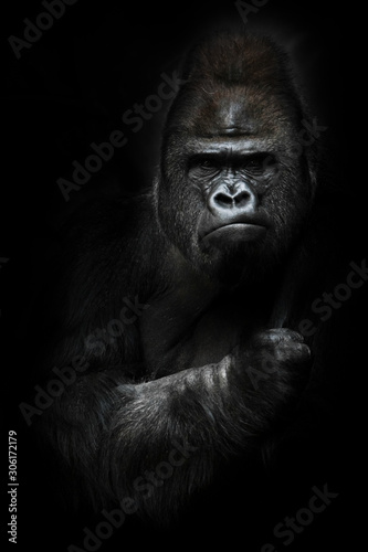 Portrait of a powerful dominant male gorilla , stern face and powerful arm. isolated black background.