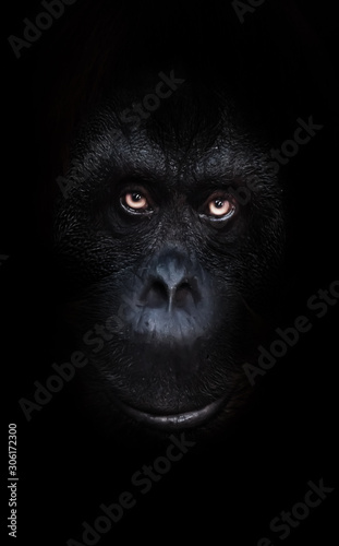  orange luminous eyes on the black face of a monkey in a black night, a frightening look that embodies fears and phobias.