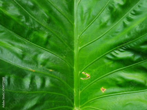 closeup of green leaf with drops of water  leaves background