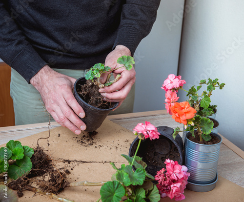 geranium in a pot, transplanting potted flowers