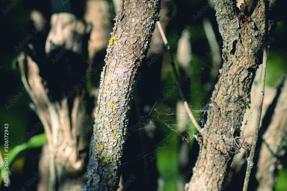 Shadows on tree trunks in sunset light Shadows on tree trunks in sunset light