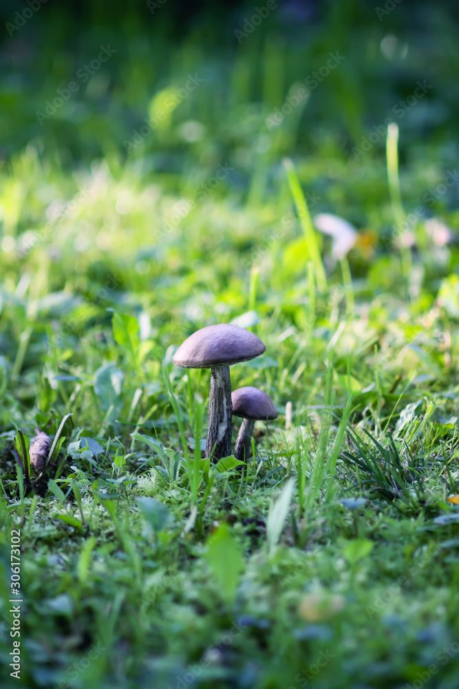 Brown edible mushroom in green grass in the forest. Leccinum scabrum or the rough-stemmed bolete. Brown edible mushroom in green grass in the forest. Leccinum scabrum or the rough-stemmed bolete.