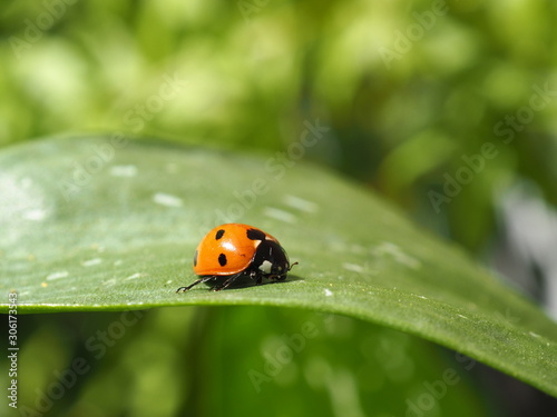 Coccinelle © Photo MD