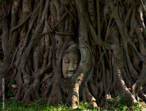 The close up shot on the Buddha head that lies inside the Banyan tree at Wat Mahathat, Ayuthaya, Thailand © Paphinvich