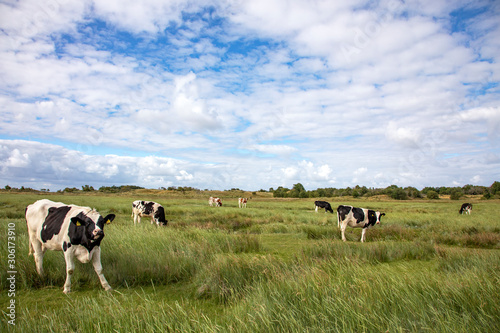 Young cattle graze in the salt marshes of the island of Schiermonnikoog, the Netherlands.