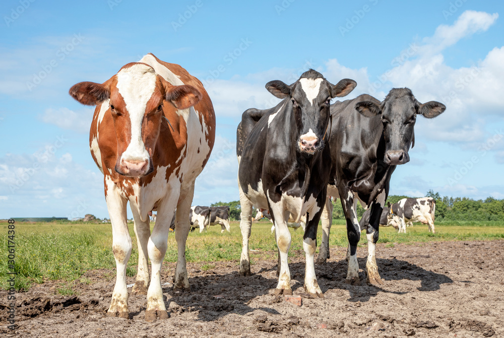 Dairy cows cozy together in a muddy spot in the pasture.Two black and white cows, frisian holstein, standing in a pasturenext to a red  spotted cow under a blue sky and a straight horizon.