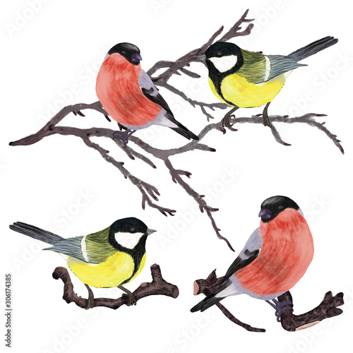 Winter yellow and red birdson branch set. Hand drawn sparrow and bullfinch. 