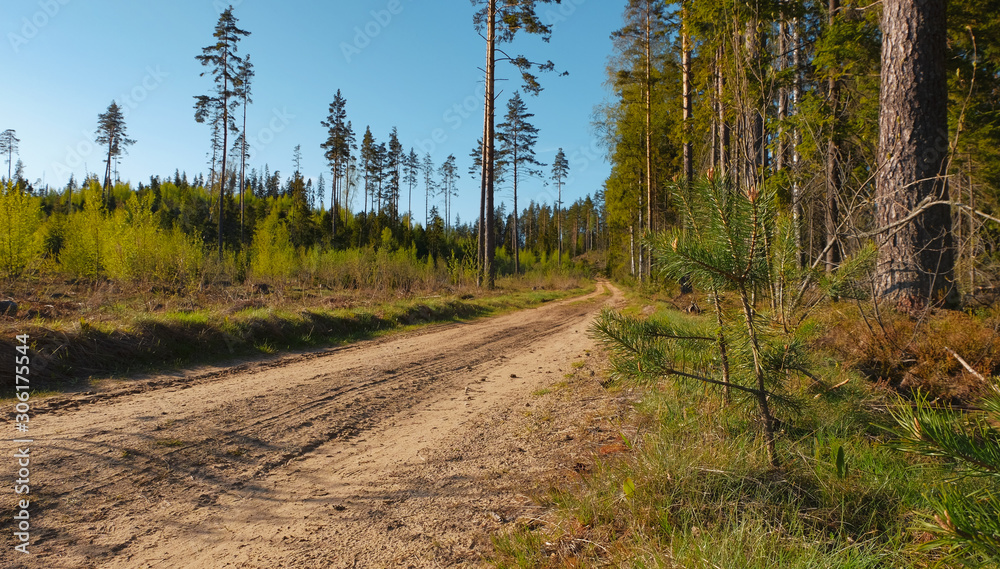 Country road across the pine forest in spring day Country road across the pine forest in spring day