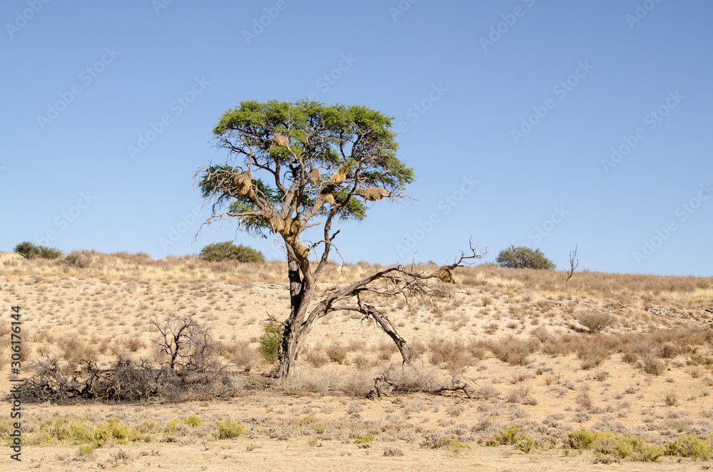 Parc national Kalahari Gemsbok, parc transfrontalier de Kgalagadi, Afrique du Sud Parc national Kalahari Gemsbok, parc transfrontalier de Kgalagadi, Afrique du Sud