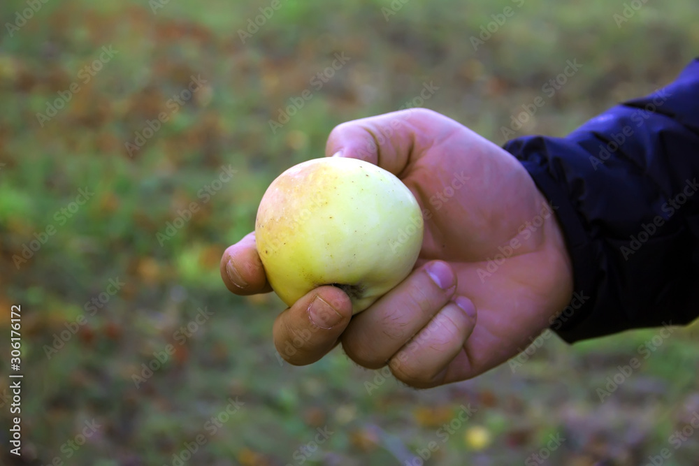 Farmer's hand holds an apple. Apple harvest. Harvesting- Farmer's hand holds an apple. Apple harvest. Harvesting-