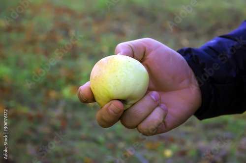 Farmer's hand holds an apple. Apple harvest. Harvesting-