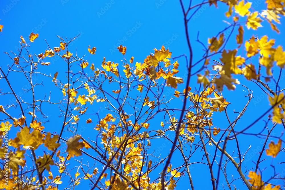 Autumn colorful bright leaves against a blue sky in an autumn park. Autumn. Background. Fall. Beautiful nature scene Autumn colorful bright leaves against a blue sky in an autumn park. Autumn. Background. Fall. Beautiful nature scene