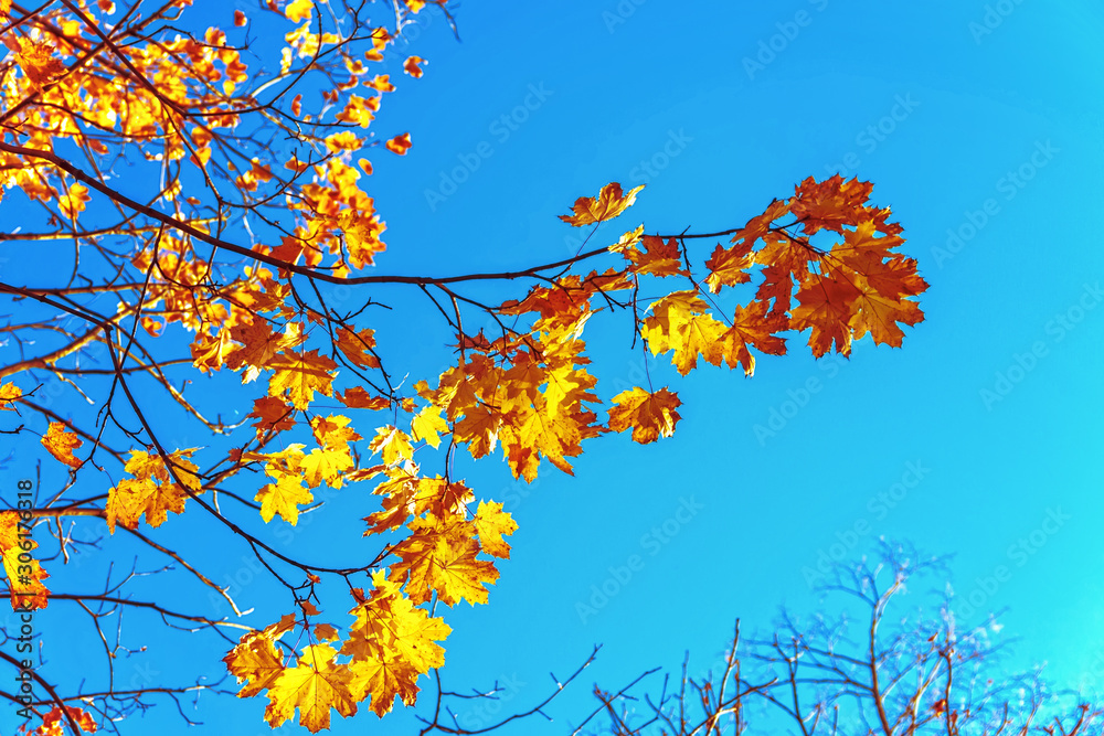 Autumn colorful bright leaves against a blue sky in an autumn park. Autumn. Background. Fall. Beautiful nature scene Autumn colorful bright leaves against a blue sky in an autumn park. Autumn. Background. Fall. Beautiful nature scene