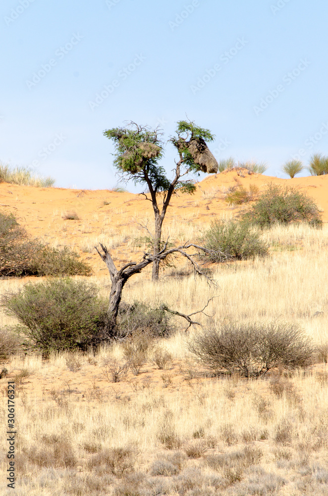 Parc national Kalahari Gemsbok, parc transfrontalier de Kgalagadi, Afrique du Sud