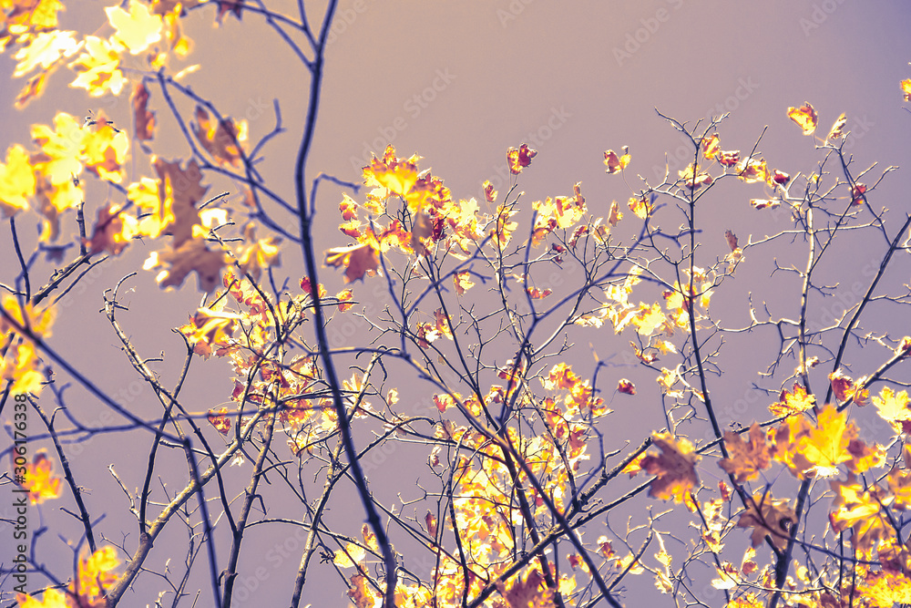Autumn colorful bright leaves against a blue sky in an autumn park. Autumn. Background. Fall. Beautiful nature scene