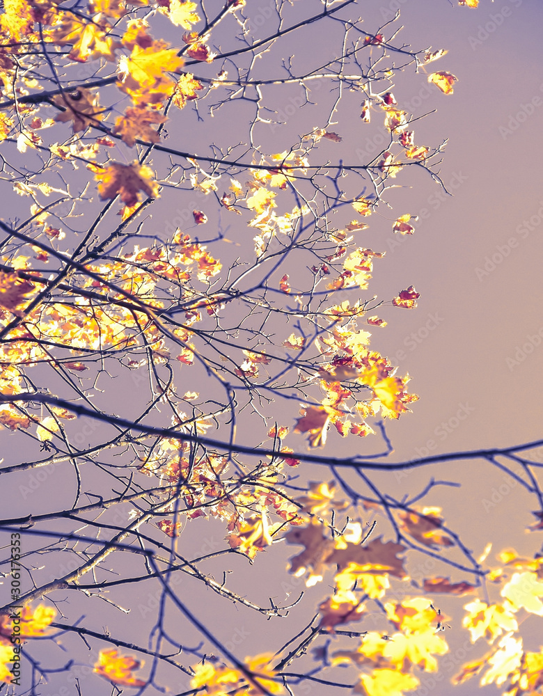 Autumn colorful bright leaves against a blue sky in an autumn park. Autumn. Background. Fall. Beautiful nature scene