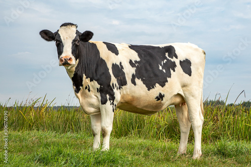 Black and white cow, standing on green grass in a meadow, in the Netherlands, friesian holstein and a blue sky.