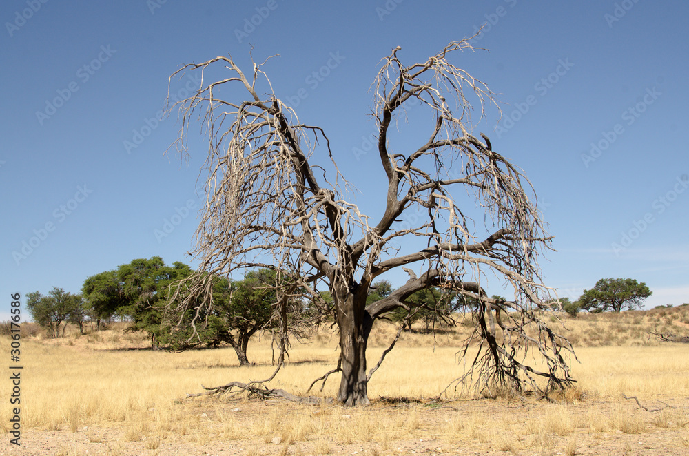 Parc national Kalahari Gemsbok, parc transfrontalier de Kgalagadi, Afrique du Sud