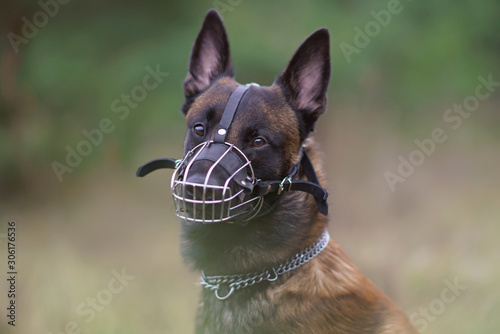 Фотография The portrait of a serious young Belgian Shepherd dog Malinois posing outdoors we