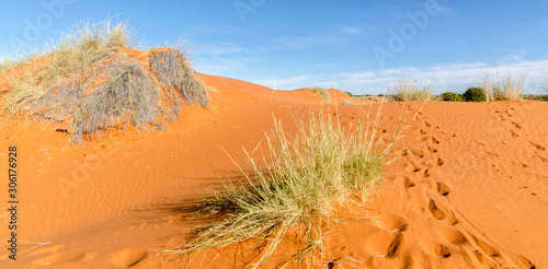 Parc national Kalahari Gemsbok, parc transfrontalier de Kgalagadi, Afrique du Sud