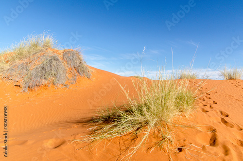 Parc national Kalahari Gemsbok, parc transfrontalier de Kgalagadi, Afrique du Sud