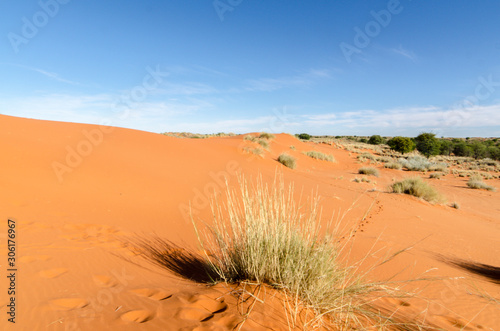 Parc national Kalahari Gemsbok  parc transfrontalier de Kgalagadi  Afrique du Sud