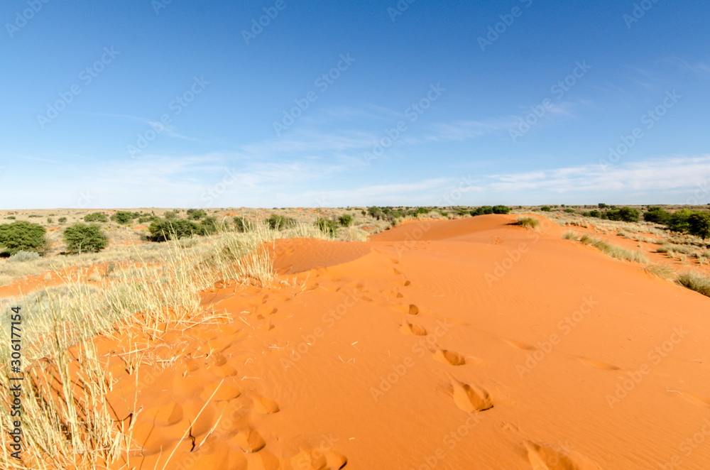 Parc national Kalahari Gemsbok, parc transfrontalier de Kgalagadi, Afrique du Sud Parc national Kalahari Gemsbok, parc transfrontalier de Kgalagadi, Afrique du Sud