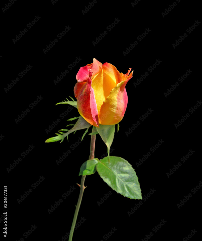 Obraz premium Beautiful colorful rose isolated on a black background