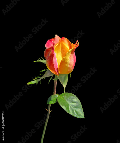 Beautiful colorful rose isolated on a black background