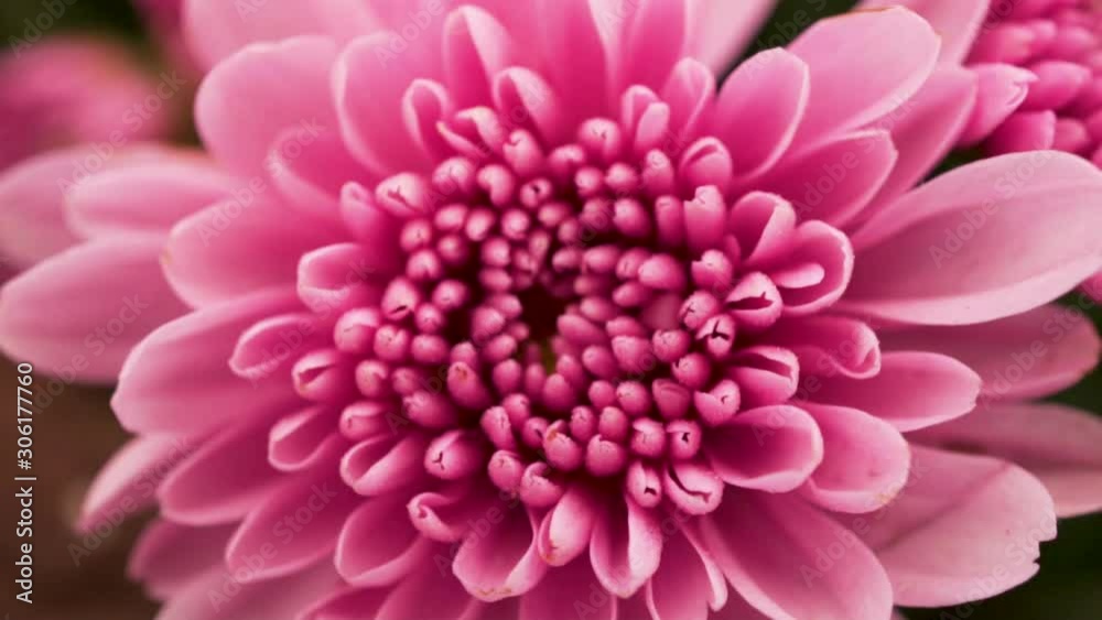 Pink flower of chrysanthemum. Pink flower of chrysanthemum.