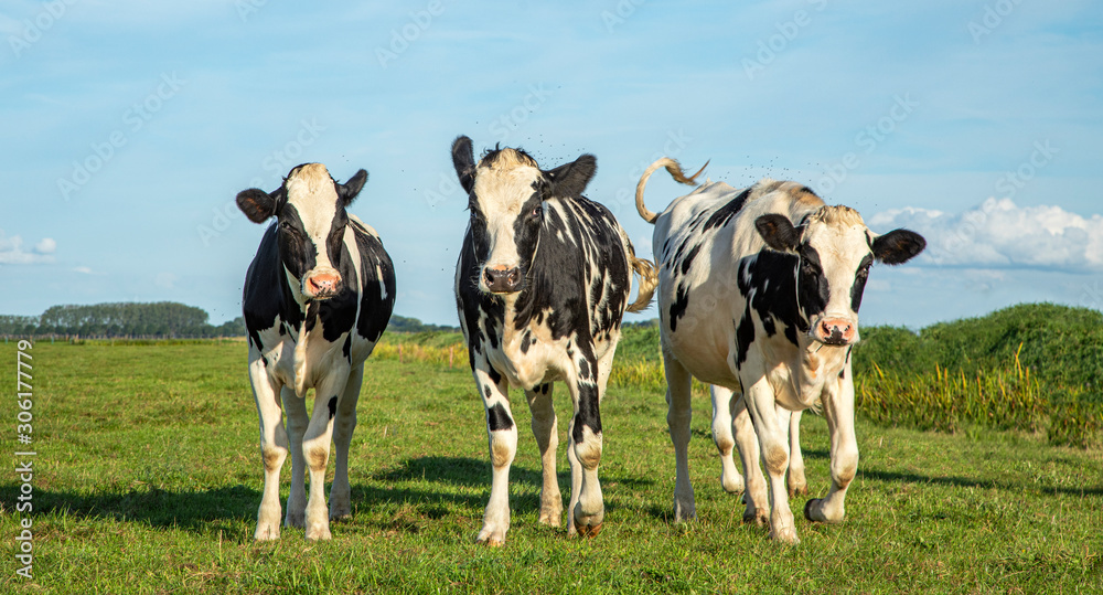 Joyful cow calves hopping through the meadow, happy and playful. Joyful cow calves hopping through the meadow, happy and playful.