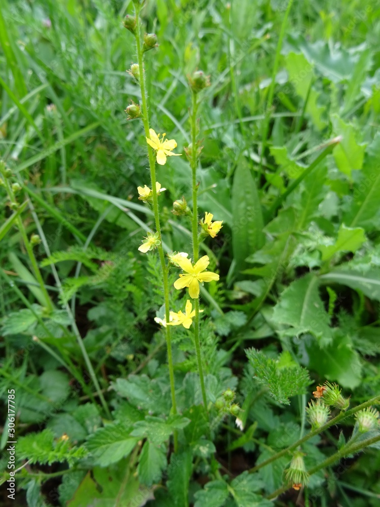 Obraz premium Gewöhnlicher Odermennig