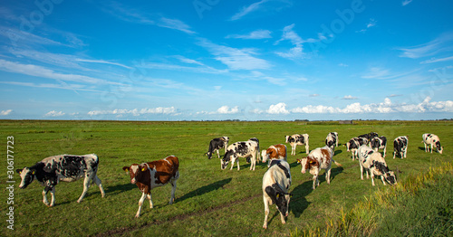Herd of pasture cows in a wide Dutch landscape with a straight horizon.