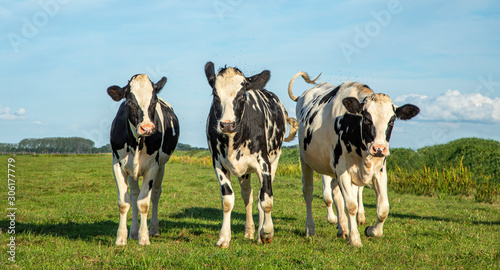 Joyful cow calves hopping through the meadow, happy and playful. © Clara