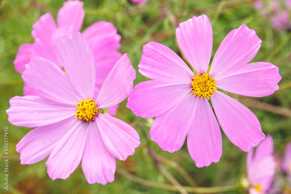 Cosmea flowers on the green background bright garden on the summer sunny day. Cosmea flowers on the green background bright garden on the summer sunny day.