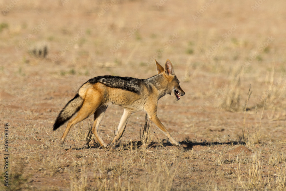 Fototapeta premium Chacal à chabraque, Canis mesomelas, Afrique