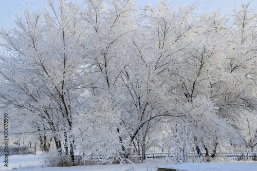 Wallpaper Mural Winter landscape: Large trees covered with snow inin along the r Torontodigital.ca