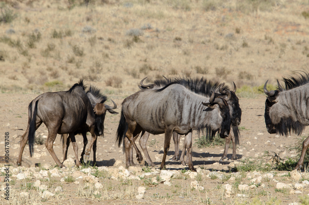 Gnou à queue noire, Connochaetes taurinus, Afrique du Sud Gnou à queue noire, Connochaetes taurinus, Afrique du Sud