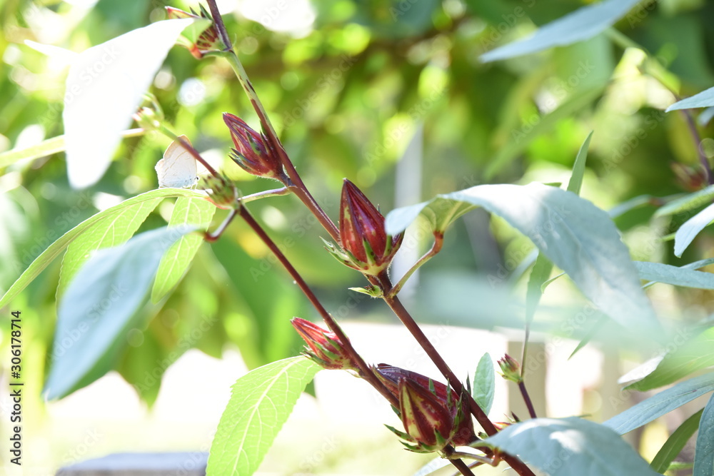 Fototapeta premium Fresh okra flowers On the growing tree