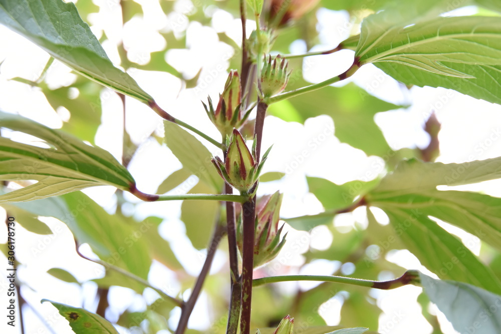 Fresh okra flowers On the growing tree