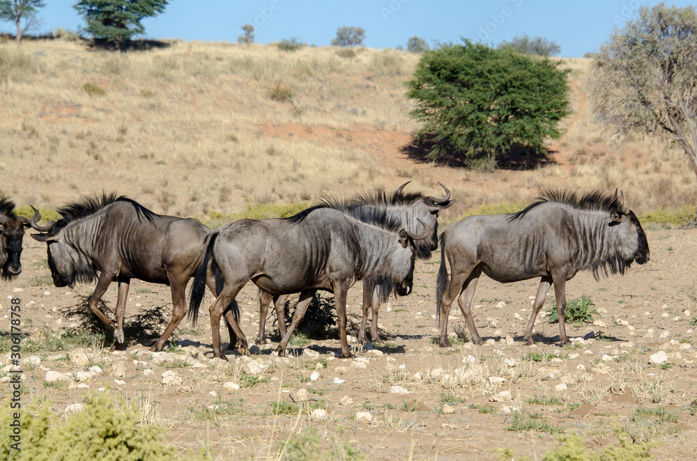 Gnou à queue noire, Connochaetes taurinus, Afrique du Sud Gnou à queue noire, Connochaetes taurinus, Afrique du Sud