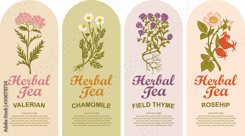 Set of vector labels for various herbal tea. Valerian, Chamomile, Field thyme, Rosehip. Tea labels with hand-drawn medicinal herbs and calligraphic inscriptions with place for text in retro style.