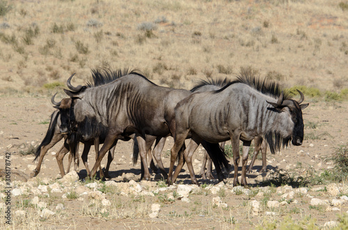 Gnou    queue noire  Connochaetes taurinus  Afrique du Sud