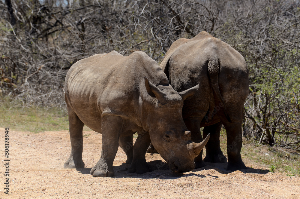 Fototapeta premium Rhinocéros blanc, white rhino, Ceratotherium simum, Parc national Kruger, Afrique du Sud