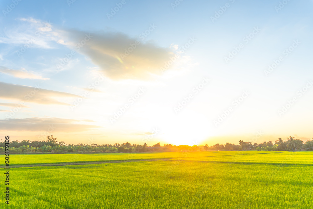 Obraz premium sunset worm light shade with asia farm rice grown up