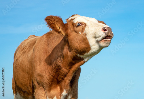 Konstfotografi Brown and white cow does moo with stretched neck and mouth open.