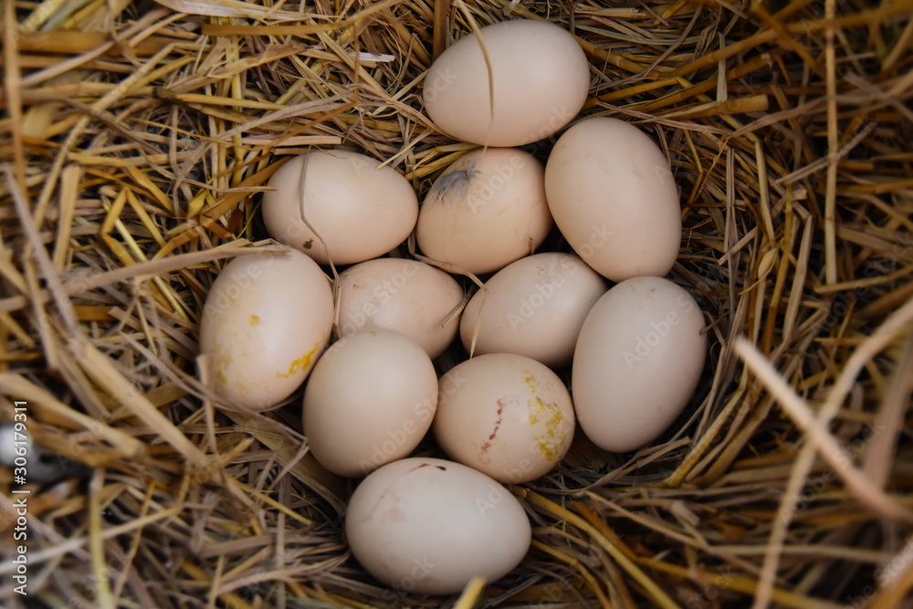 Chicken eggs in a nest made of rice straw Chicken eggs in a nest made of rice straw